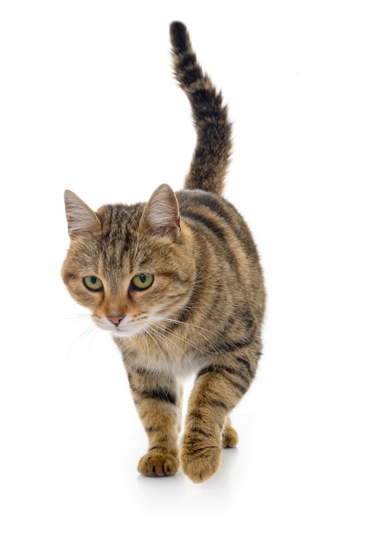 Chat