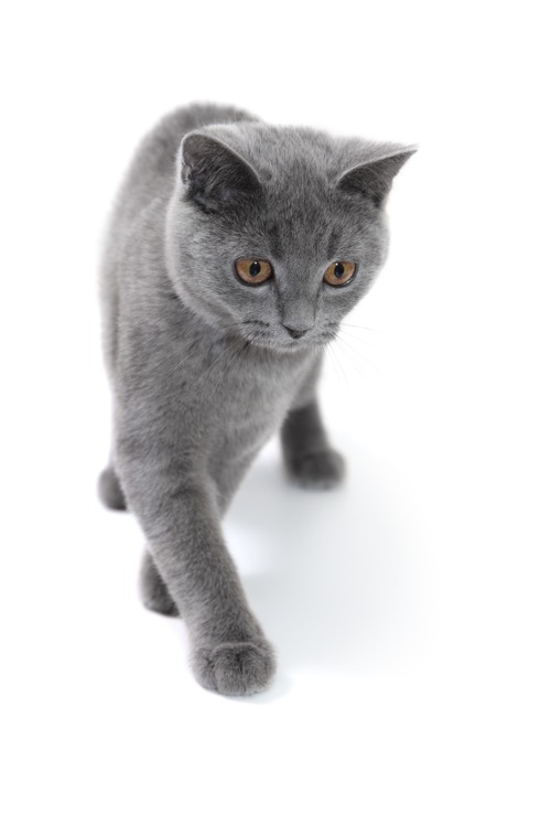 Chat