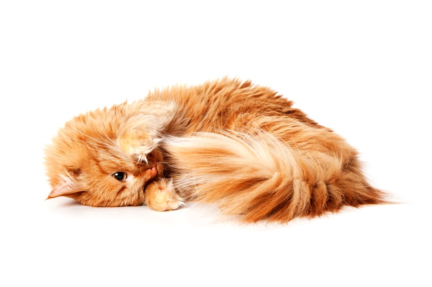 Chat